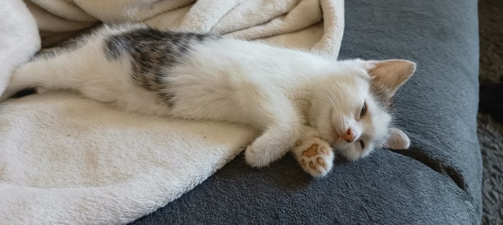 Kittens  poezen katjes., Meerdere dieren