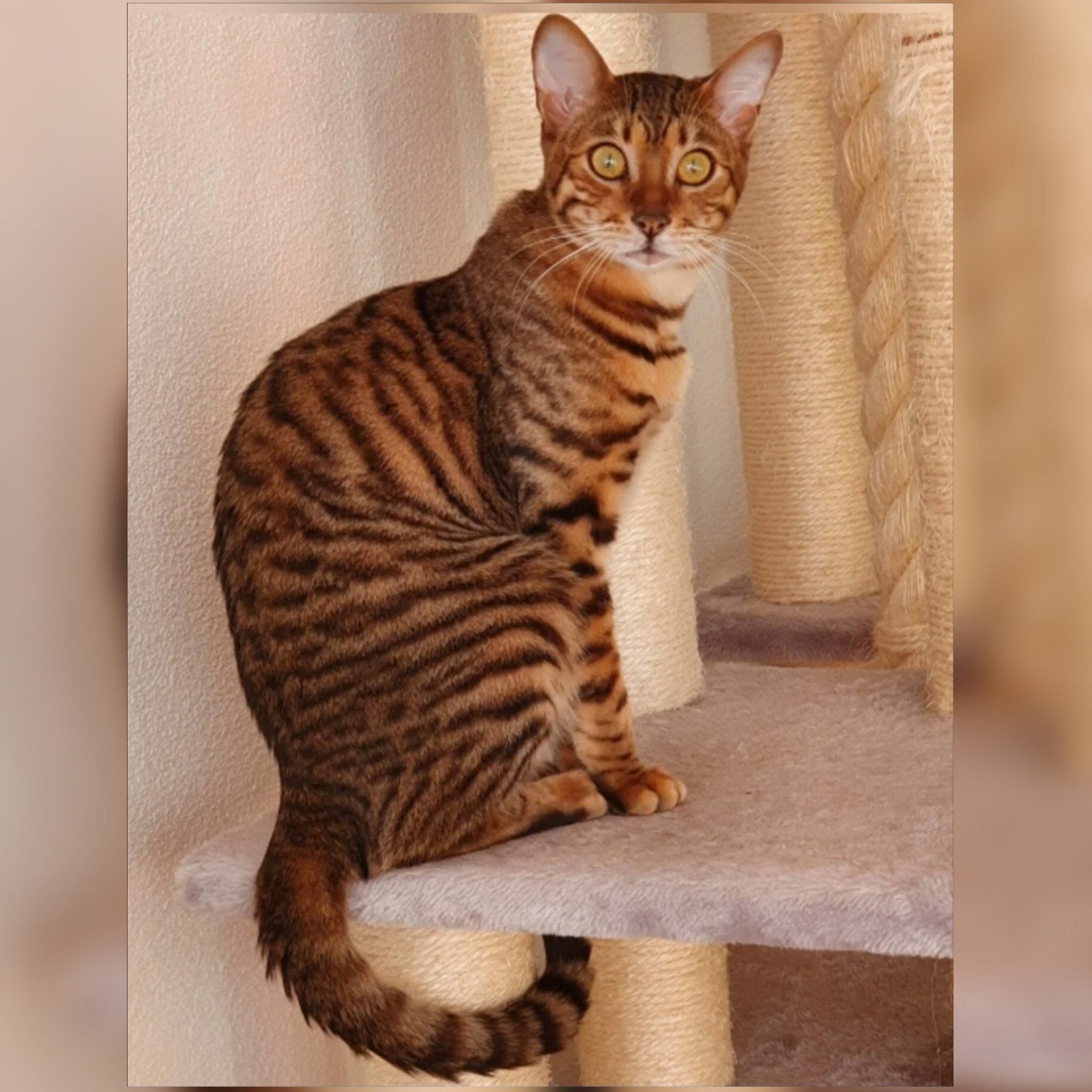 2 stamboom toyger dames beschikbaar., Dieren en Toebehoren, Poes, Met stamboom, 3 tot 5 jaar