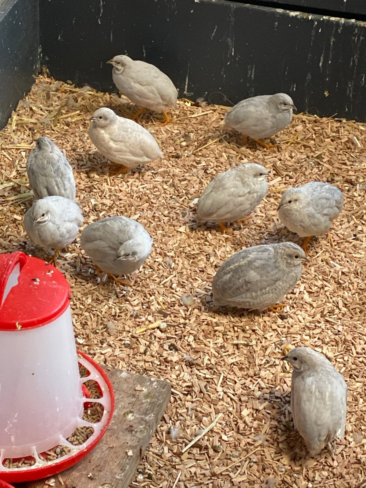 Jonge chinese kwartels, Dieren en Toebehoren, Vogels | Overige Vogels, Meerdere dieren