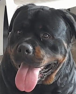 Zeer forse ouderwetse Rottweiler dekreu, Reu, Parvo, Eén hond, 3 tot 5 jaar