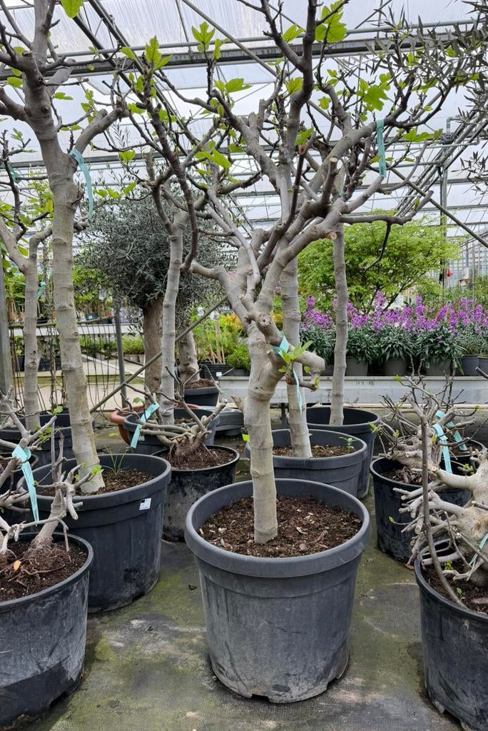 Ficus carica 60cm stam 14/16 dikte, Overige soorten, Minder dan 100 cm, Zomer, Ophalen