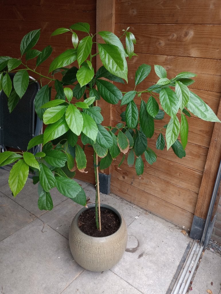 Avocado plant te koop, Ophalen, Vaste plant, Overige soorten, Volle zon