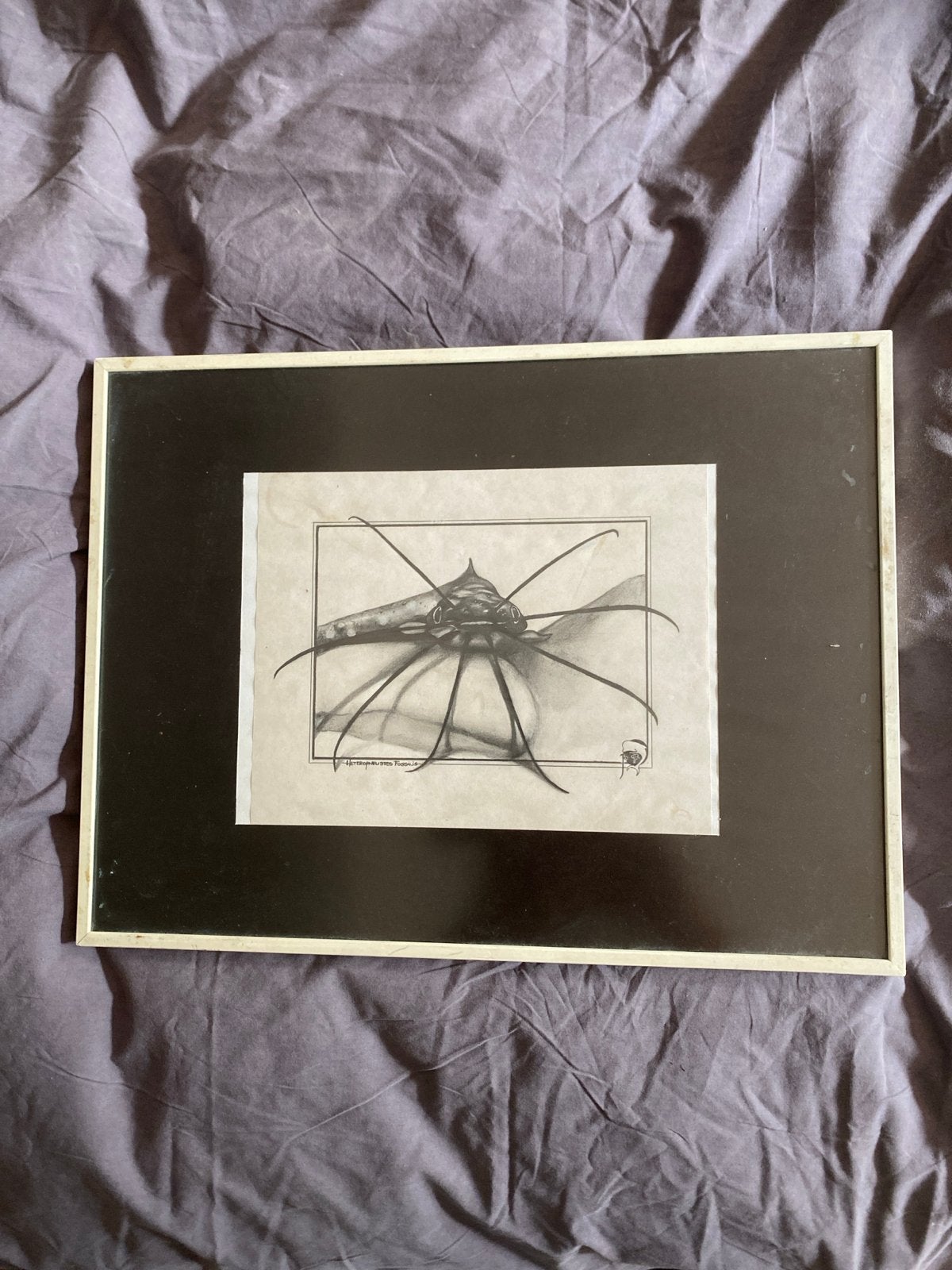Potloodtekening 'Heteropneustes Fossilis' in lijst, Ophalen of Verzenden, Tekening, Potloodtekening, Gesigneerd