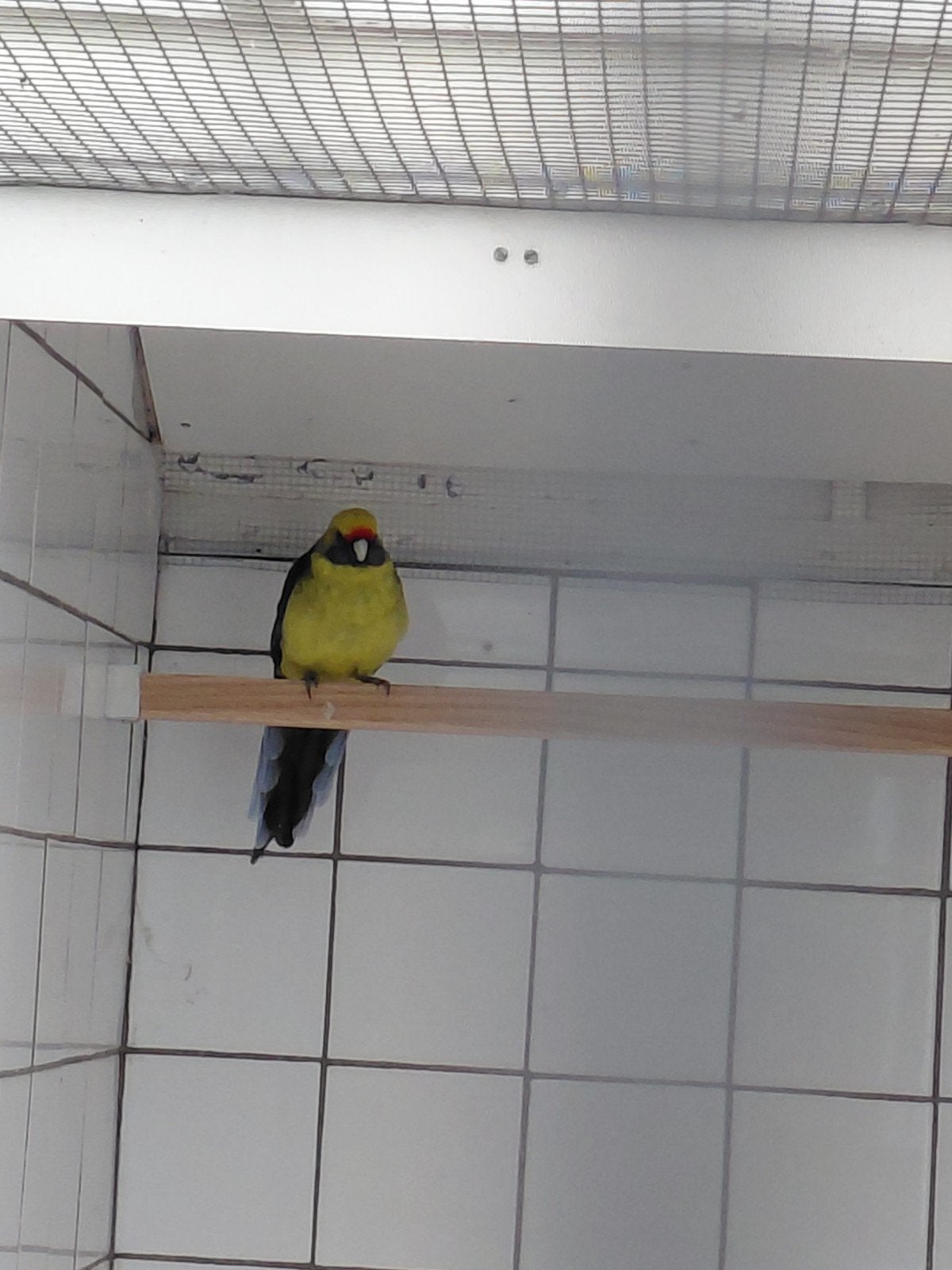 0-1 geelbuik rosella 2022, Dieren en Toebehoren, Vrouwelijk, Parkiet, Geringd