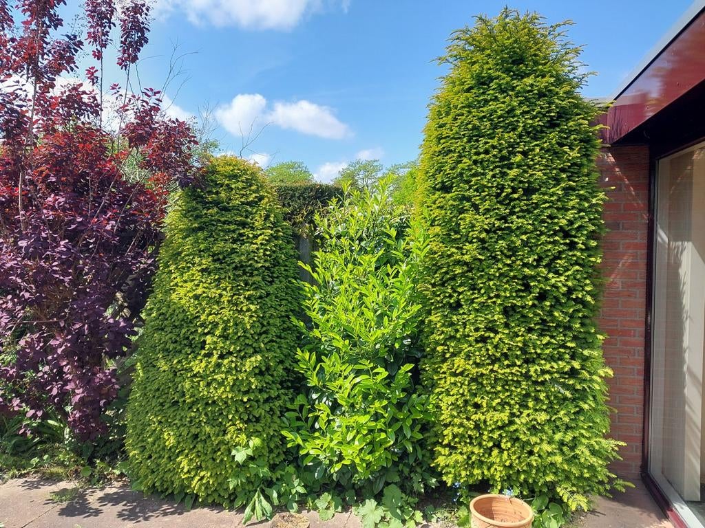 Diverse tuinplanten: Taxus, Laurierkers, Bamboe, Hortensia, Tuin en Terras, Planten | Tuinplanten, Vaste plant, Halfschaduw, Zomer