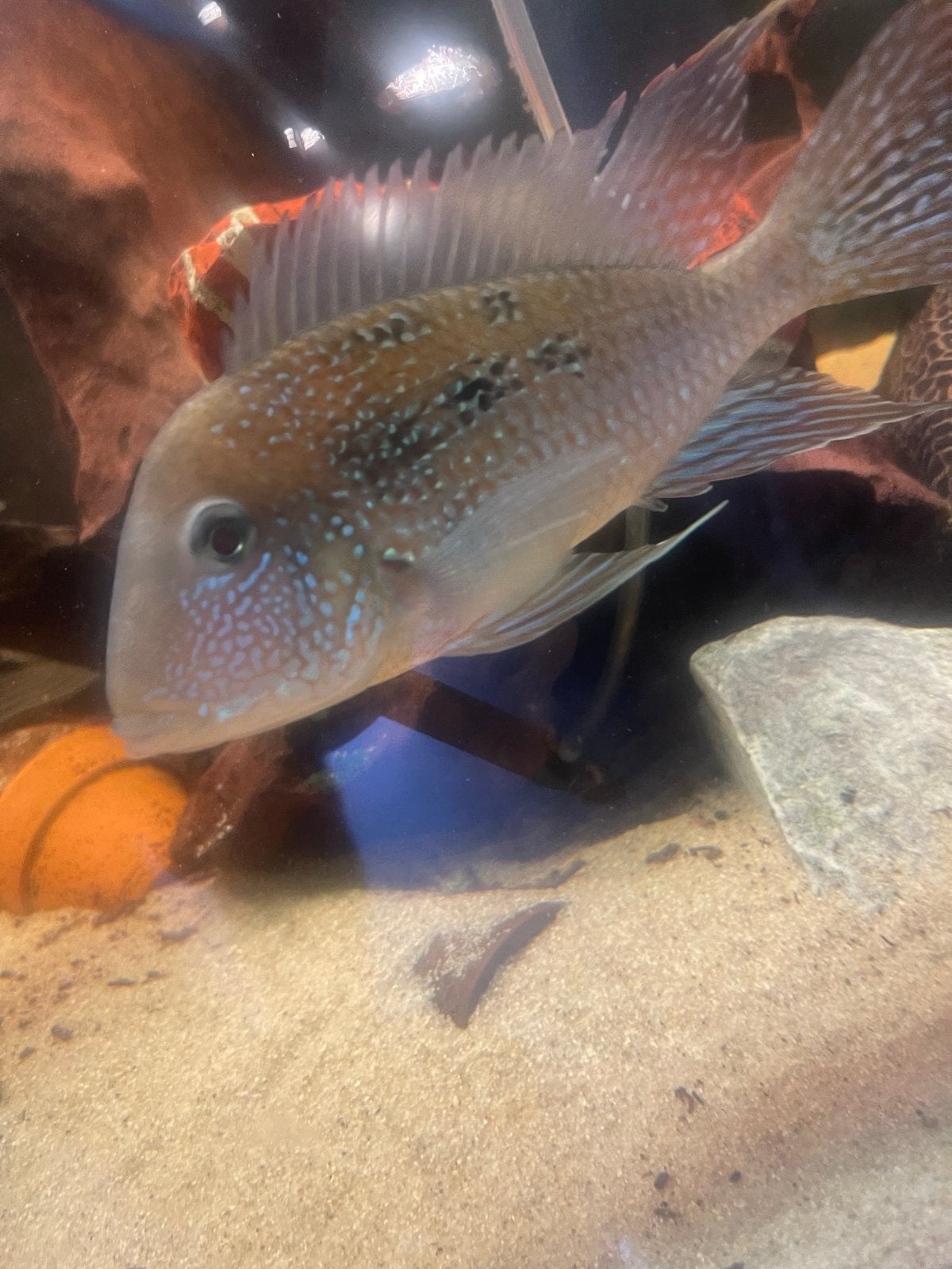 Een hele mooie volgroeide geophagus, Dieren en Toebehoren, Vis