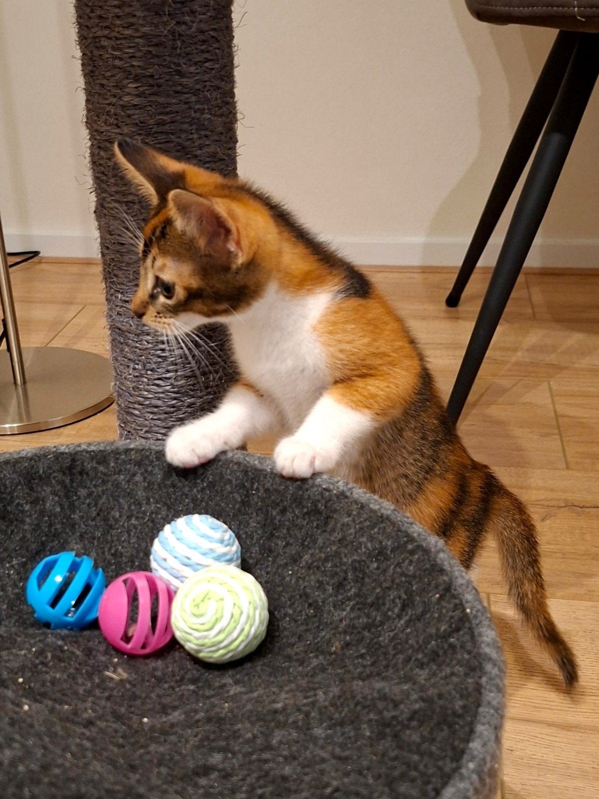 2 half-Abessijnse kittens te koop, Meerdere dieren, Gechipt