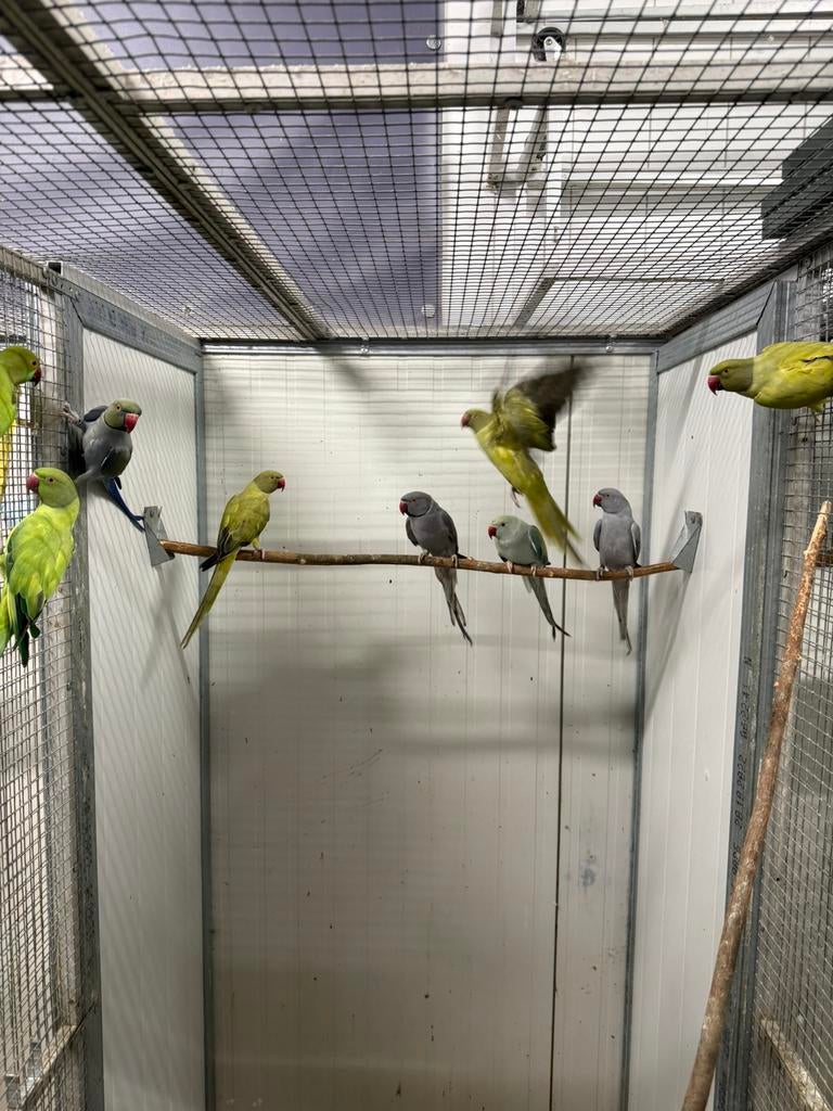 Diverse Halsbandparkieten, Meerdere dieren, Parkiet