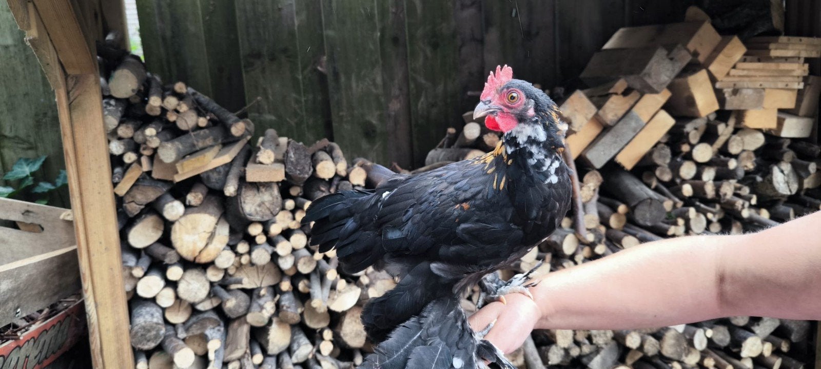 sabelpoot krielkip haantje, Dieren en Toebehoren, Pluimvee, Mannelijk, Kip