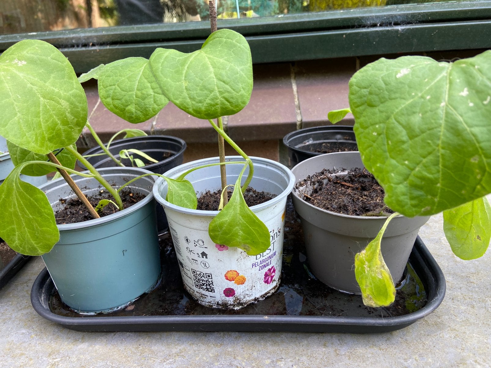 Mooie biologische aubergine stekjes!, Ophalen of Verzenden, Overige soorten, Volle zon