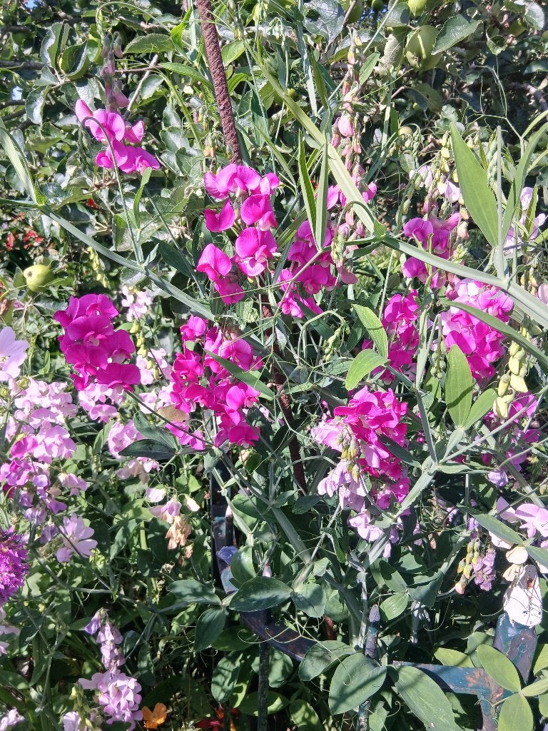 vaste lathyrus, pronkerwt, Ophalen, Overige soorten, Volle zon