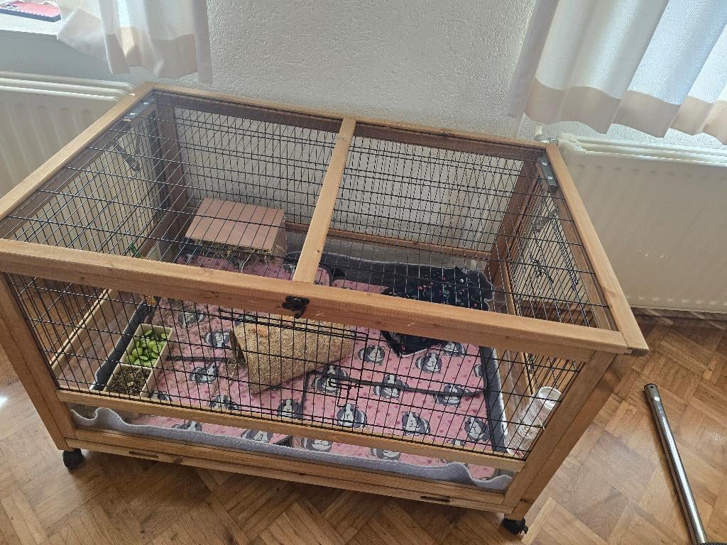 Cavia's met een kooi en alle toebehoren, Dieren en Toebehoren, November, Vrouwelijk, Cavia