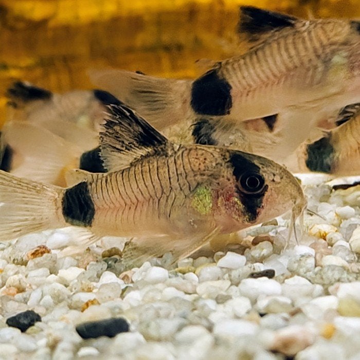 Corydoras panda, Vis