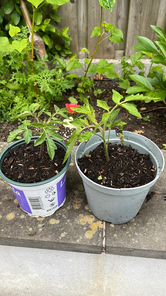 Sterke vleestomatenplanten uit eigen kweek, Ophalen, Eenjarig, Groenteplanten, Volle zon