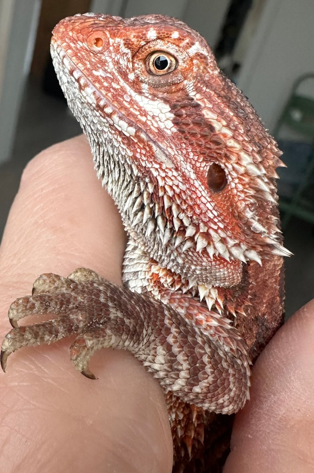 Baardagaam Vrouw Bearded Dragon - female for sale from Ivon