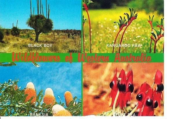 Ansichtkaart	Western Australia (Aust)	Wildflowers	4-luik, Verzenden, 1960 tot 1980, Gelopen, Buiten Europa
