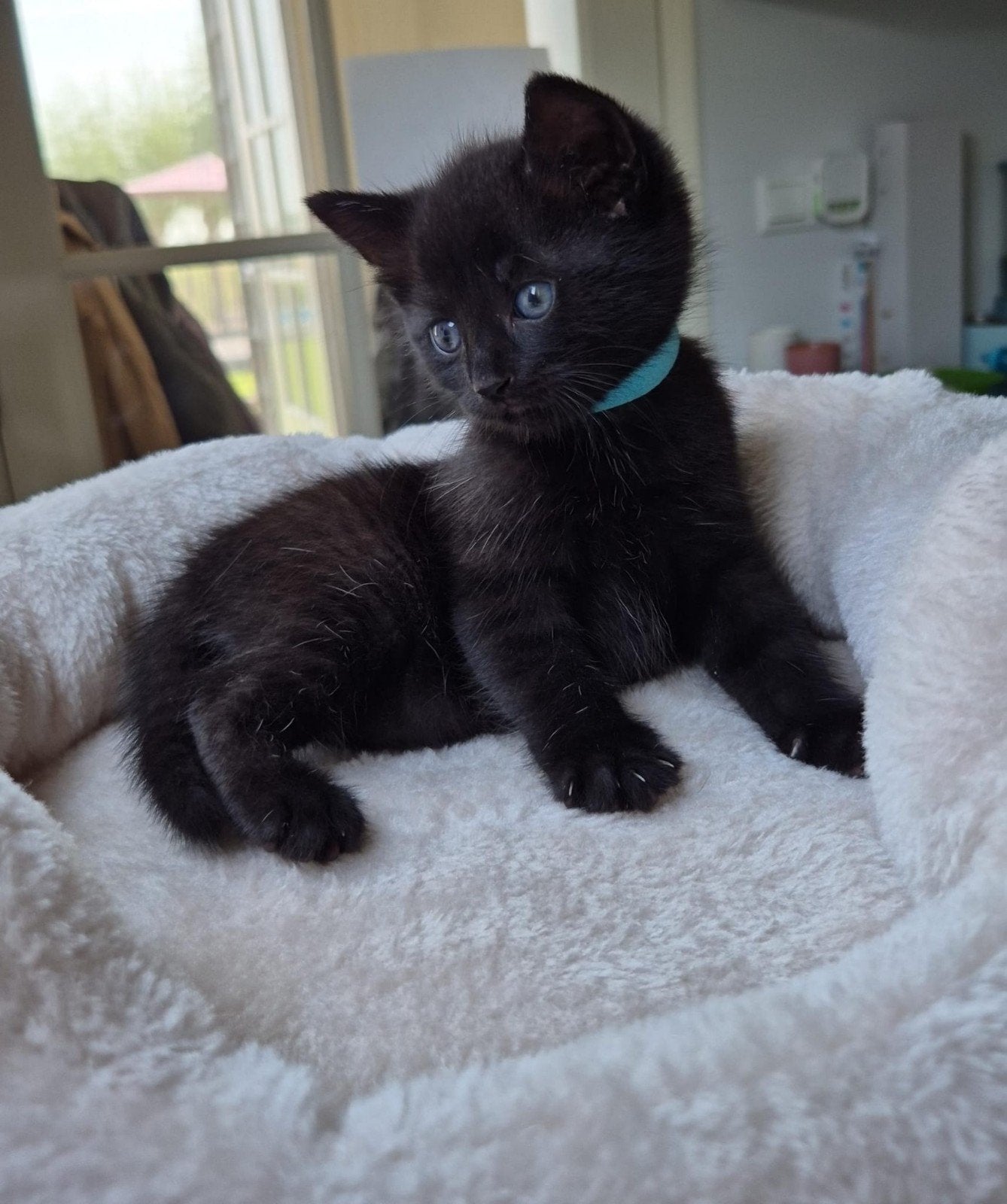 Schattige kittens te koop cypers / tijgers en zwarte, Meerdere dieren