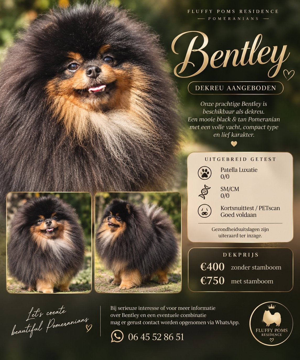 Pomerianan dekreu SM/CM/PL vrij met stamboom, Dieren en Toebehoren, Reu, 1 tot 2 jaar, Eén hond, CDV (hondenziekte)
