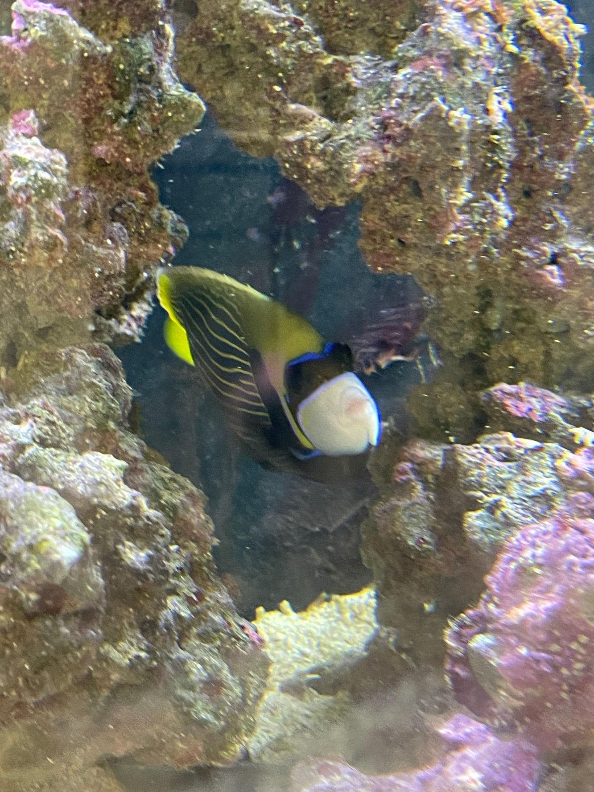 Zeewater/oceaan aquarium, Dieren en Toebehoren, Vis, Zoutwatervis