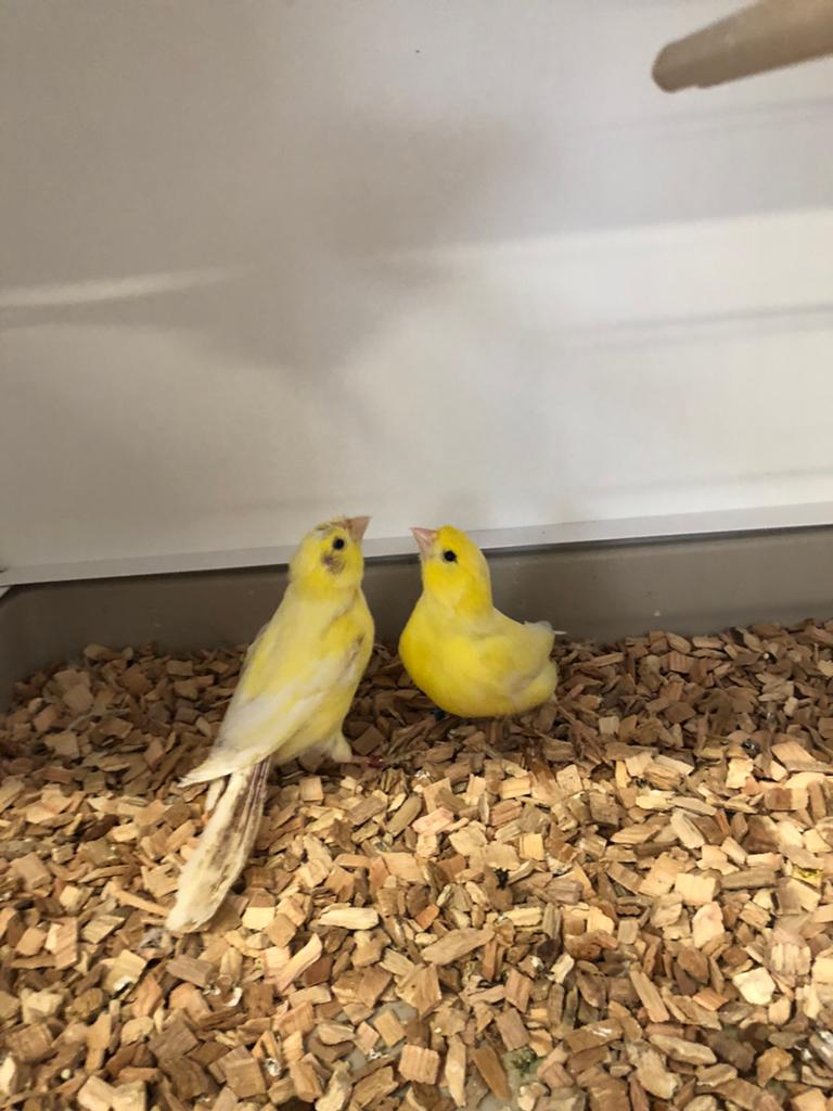 1-2 Harzer kanaries, Dieren en Toebehoren, Vogels | Kanaries, Meerdere dieren, Kleurkanarie