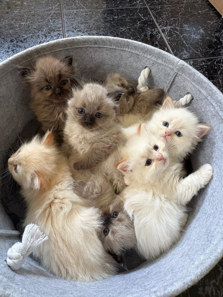 Prachtige Siberische kittens / Neva Masquerade, Dieren en Toebehoren, Meerdere dieren, Gechipt