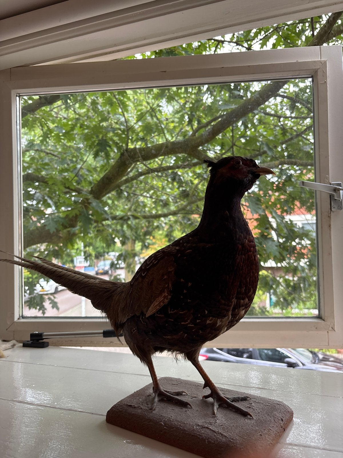 Opgezette Fazant - Decoratieve Vogel, Ophalen of Verzenden, Gebruikt, Vogel, Opgezet dier