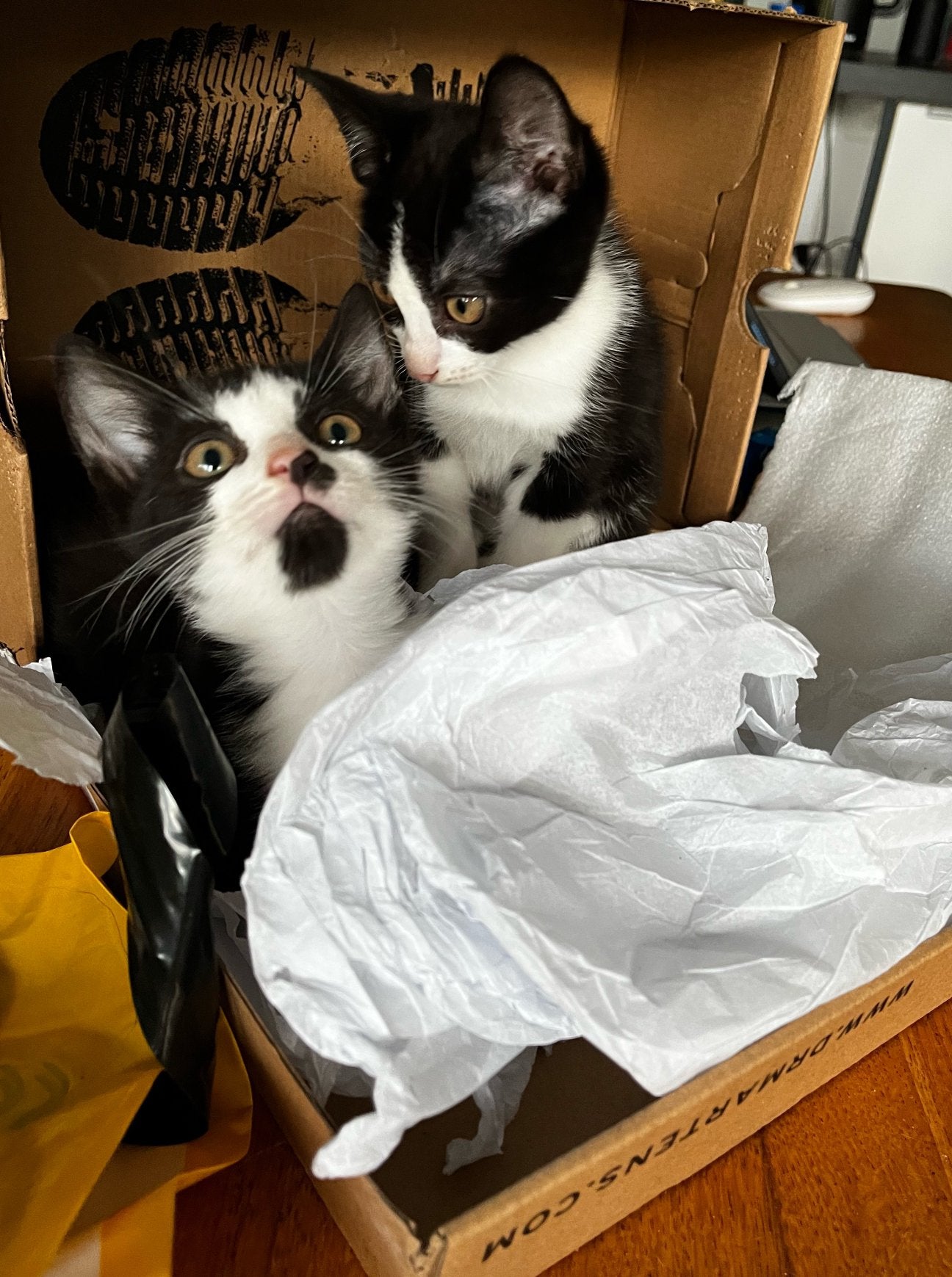 Drie kittens zoeken een nieuw huisje, Poes, Kortharig, 0 tot 2 jaar
