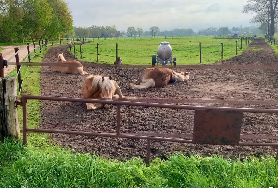 Gezocht bijrijdster verzorgster paard haflinger, Dieren en Toebehoren, Ophalen of Verzenden, Nieuw