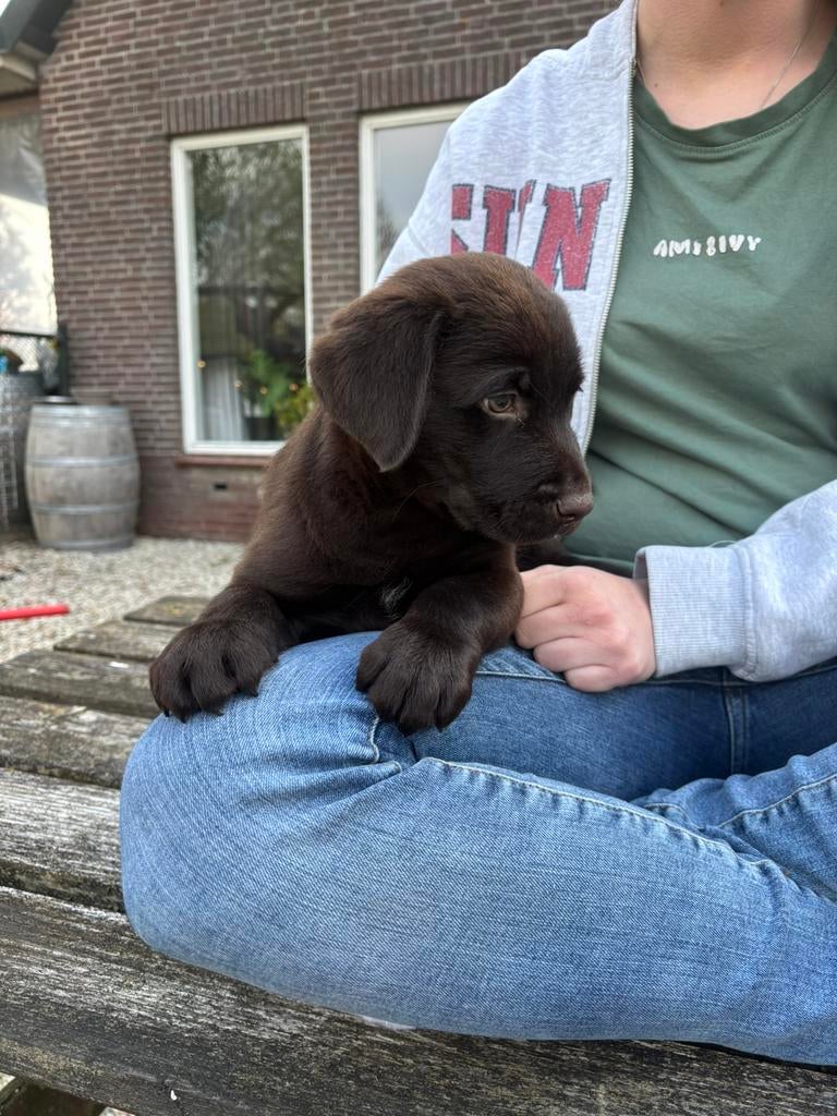 Schitterende labrador pup (reu), Dieren en Toebehoren, Honden | Retrievers, Spaniëls en Waterhonden, Parvo, Reu, 8 tot 15 weken