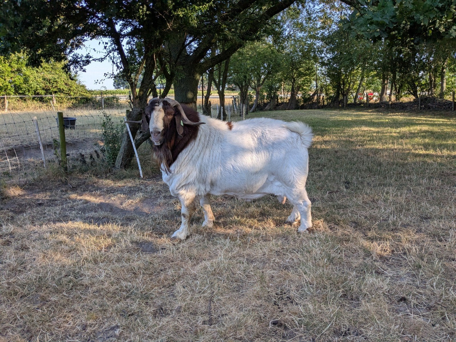 beste Stamboek boerbok, Mannelijk, Geit, 3 tot 5 jaar