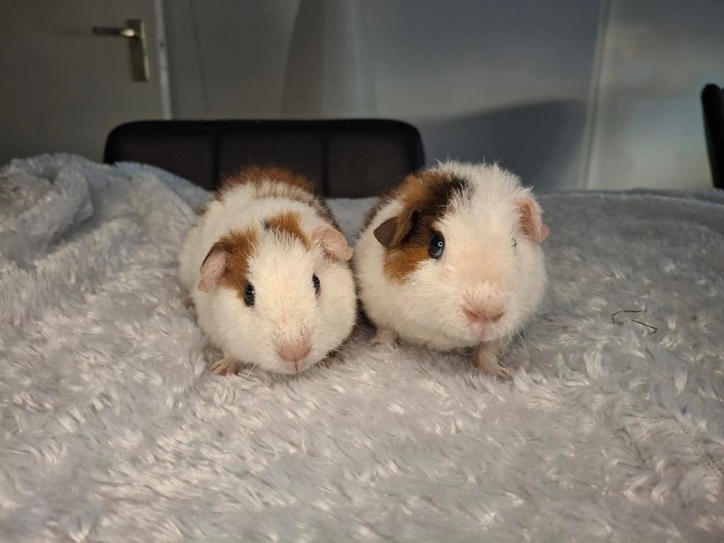 US teddy cavia beertjes, Dieren en Toebehoren, Knaagdieren, Cavia, April, Mannelijk, Tam