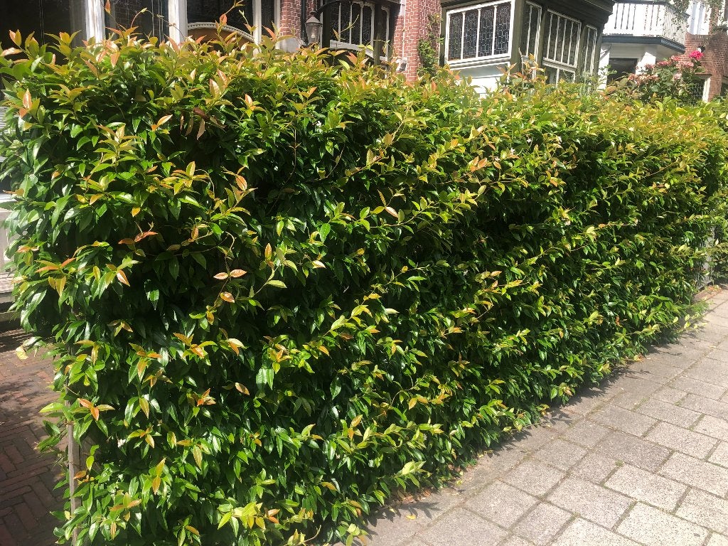 Foto 8 van Toscaanse Jasmijn (Trachelospermum Jasminoides)