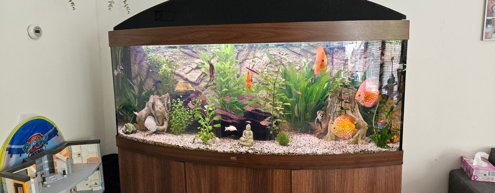 Juwel vision 450, Ophalen, Gevuld zoetwateraquarium