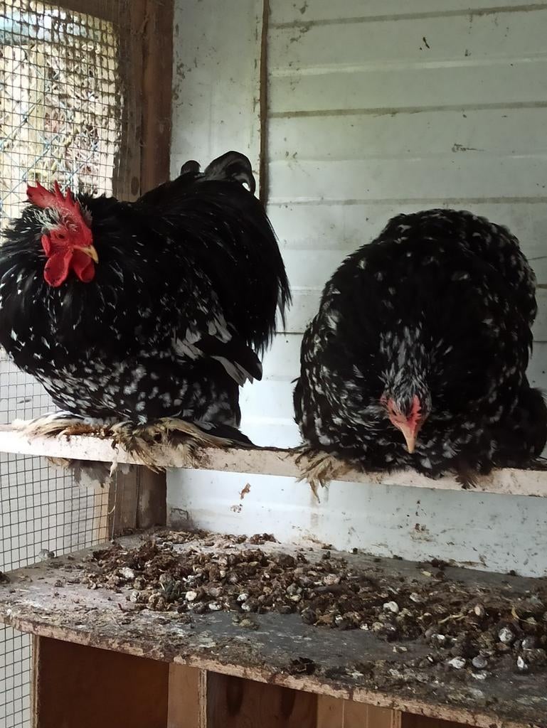 Cochin kriel broed eieren zwart-wit gepareld  kans op zijde, Dieren en Toebehoren, Pluimvee, Meerdere dieren, Kip