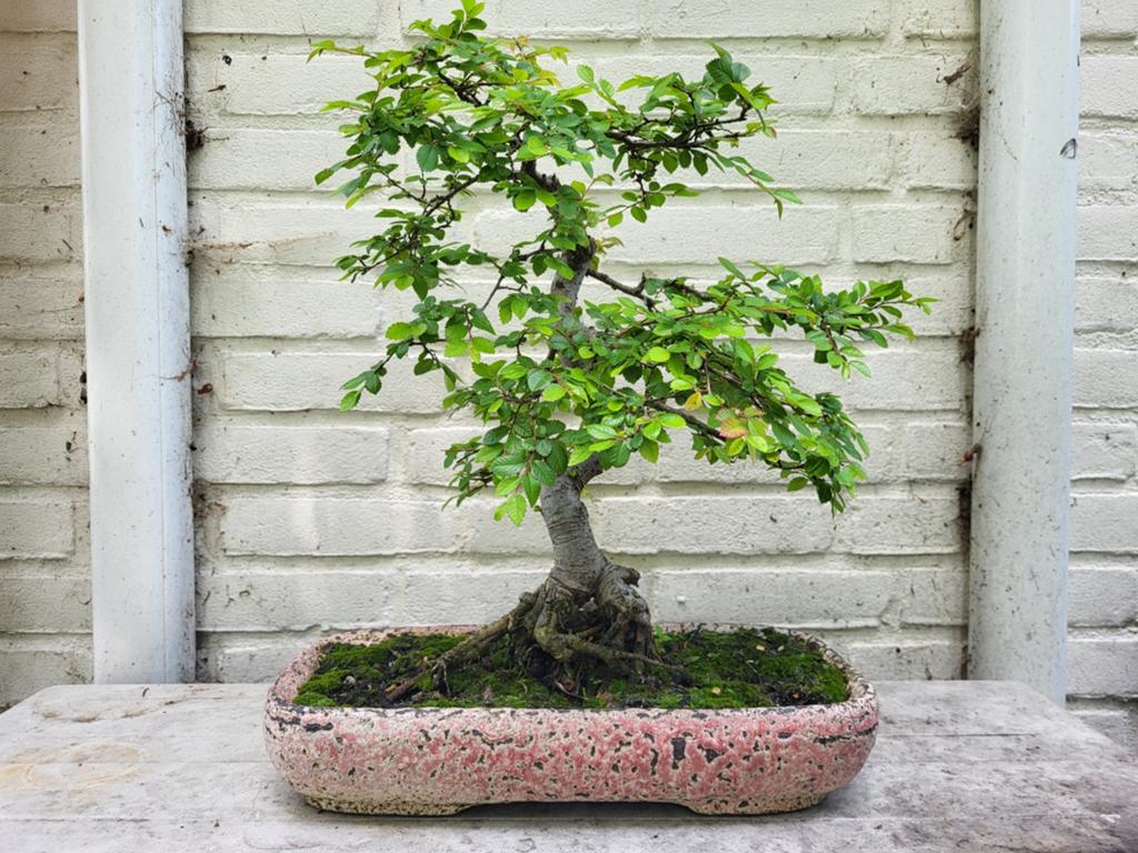 Bonsai chinese iep, Ophalen, Bloeit niet, Halfschaduw, Overige soorten
