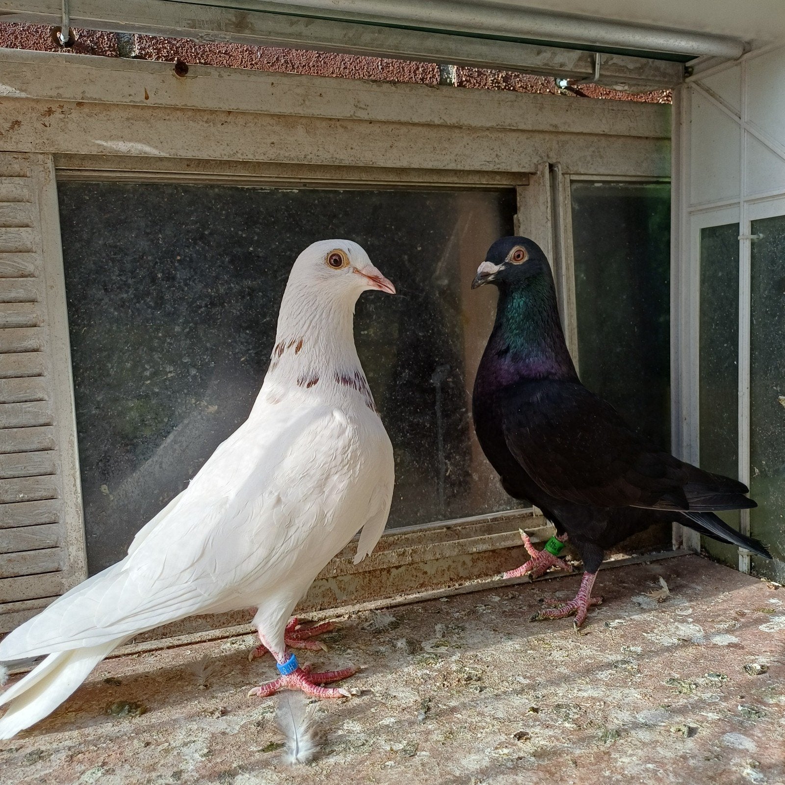 Kleurpostduiven., Meerdere dieren