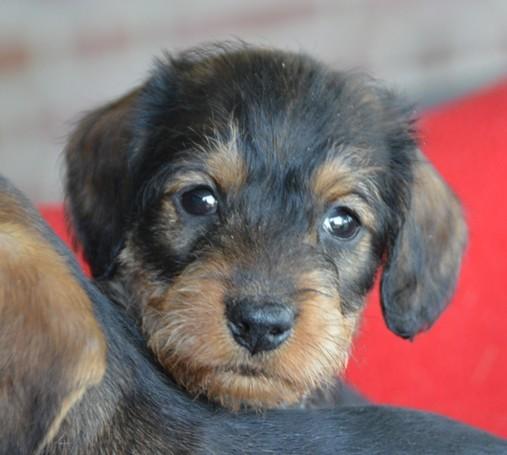 Originele ruwharige Teckel pups Huiselijk opgegroeit, Parvo, 8 tot 15 weken, Dwerg, Meerdere dieren