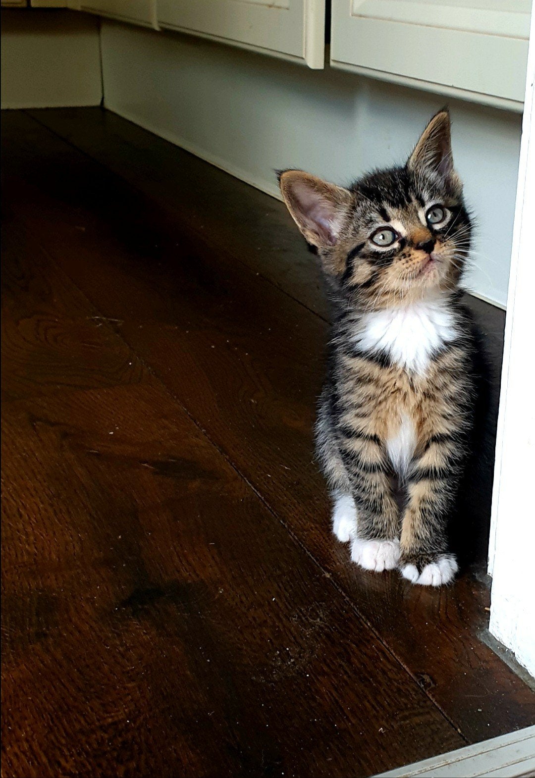 Prachtige Maine Coon kittens kruising, nog 3 beschikbaar, Meerdere dieren