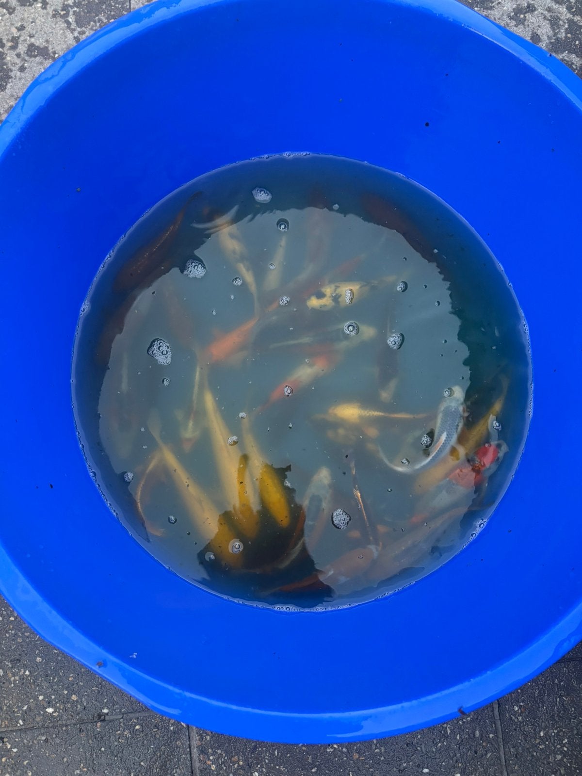 Japanse tossai mix, Karper of Koi
