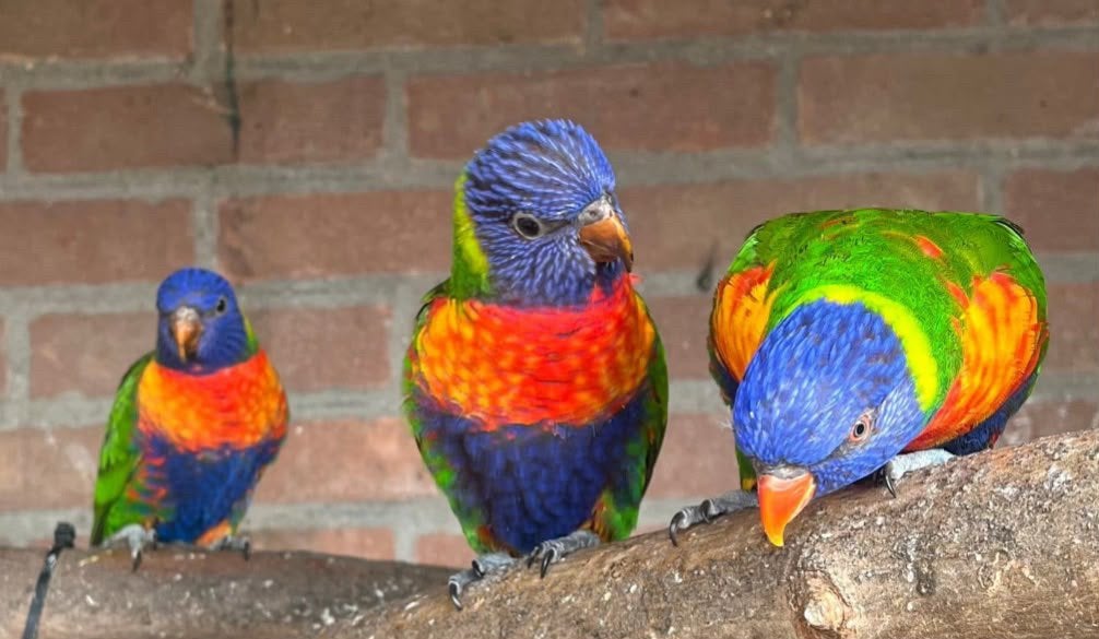 Lori’s van de blauwe bergen, Dieren en Toebehoren, Vogels | Parkieten en Papegaaien, Meerdere dieren, Papegaai