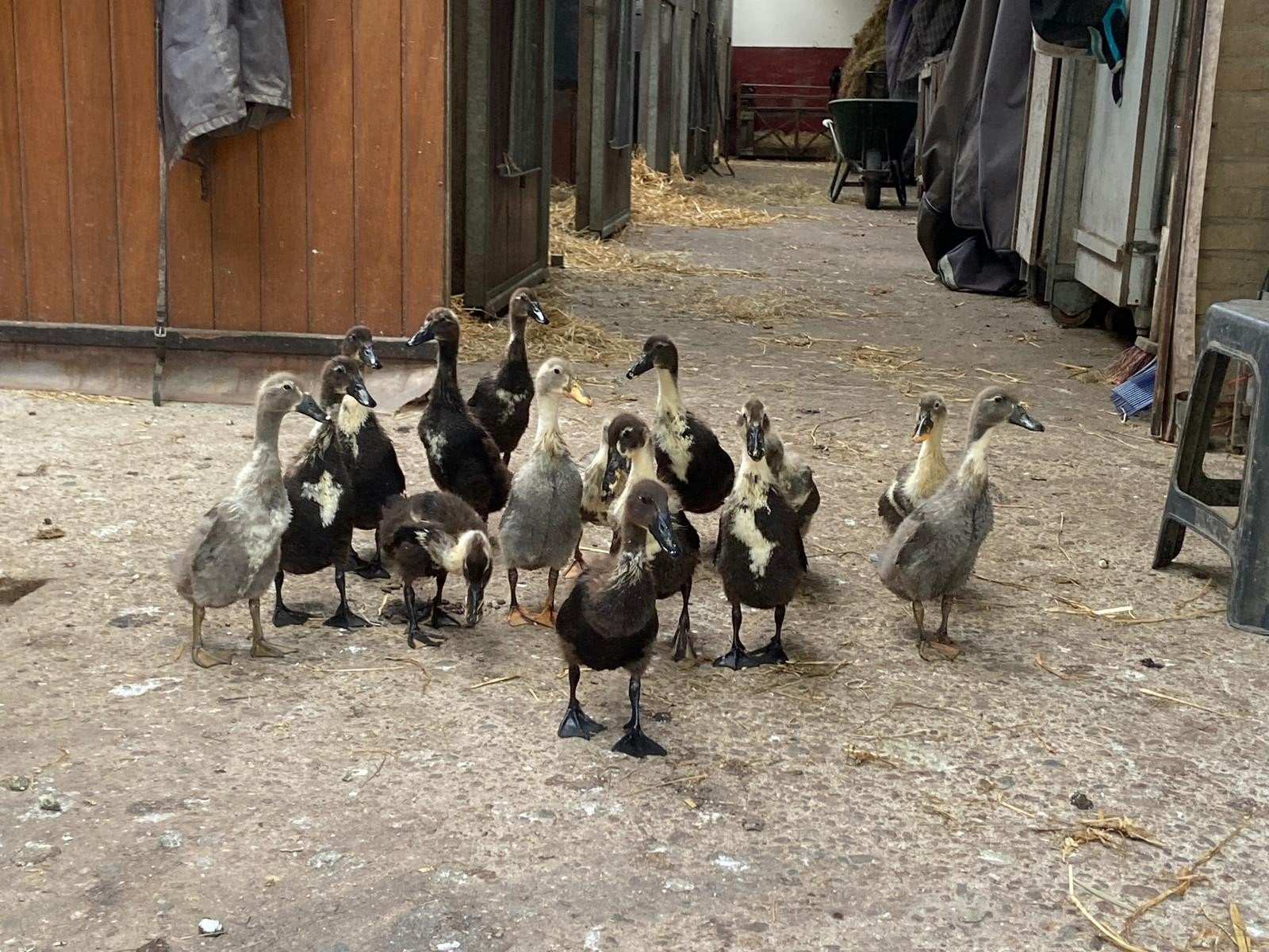 Loopeend pullen., Dieren en Toebehoren, Pluimvee
