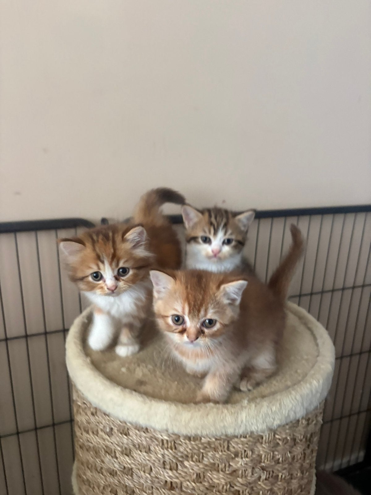 Prachtige Britse korthaar kittens, Meerdere dieren, Ontwormd, 0 tot 2 jaar