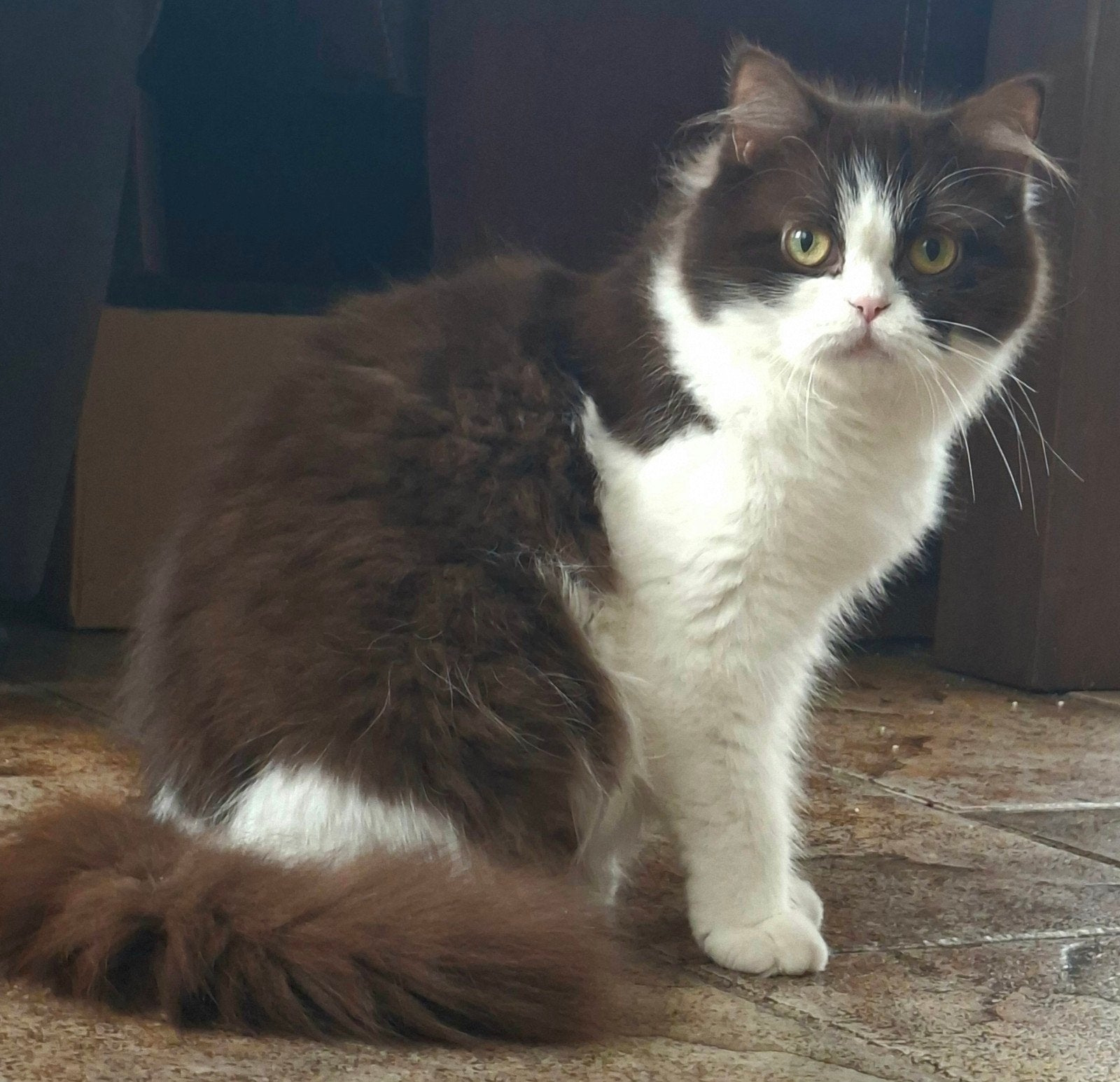 Prachtige Britse langhaar poes chocolate White bicolour, Dieren en Toebehoren, Katten en Kittens | Raskatten | Langhaar, Poes