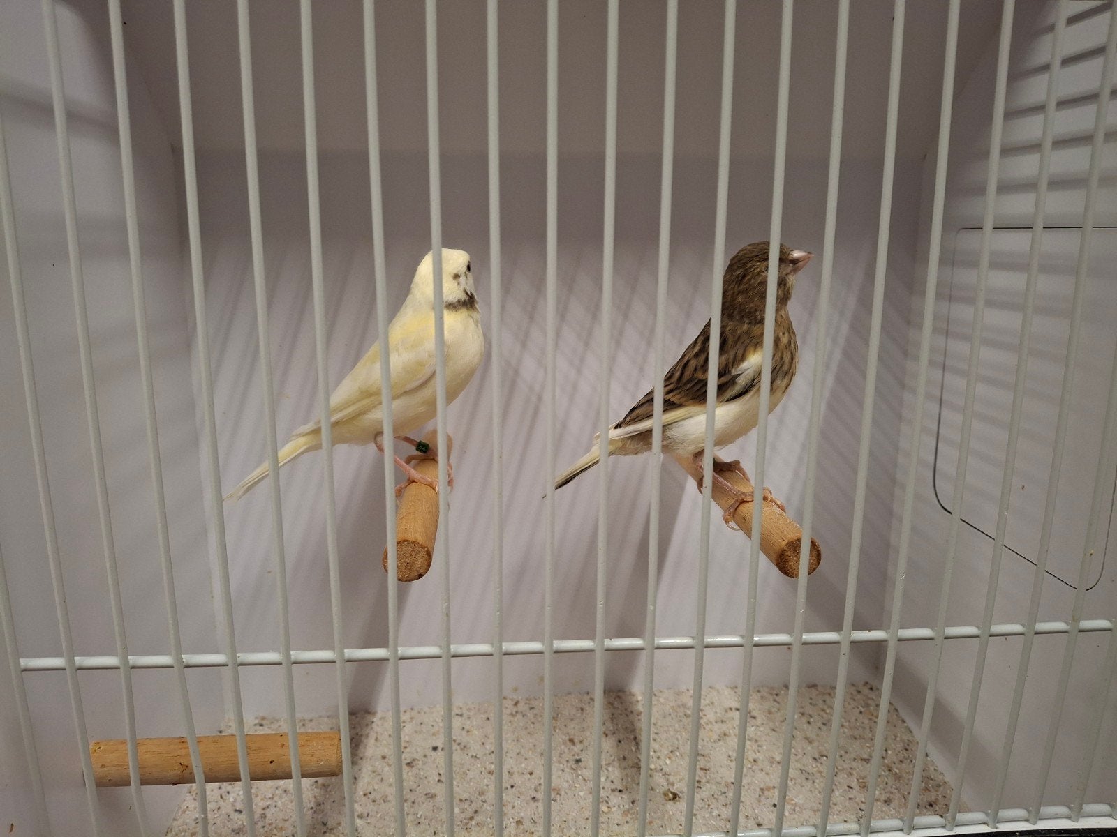 bonte kanaries, Dieren en Toebehoren, Vogels | Kanaries, Meerdere dieren, Kleurkanarie