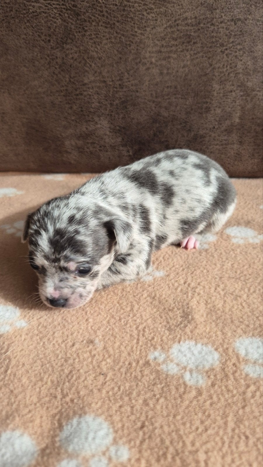 Hele unieke raszuivere chihuahua puppy's, 8 tot 15 weken, Meerdere, Meerdere dieren, Nederland
