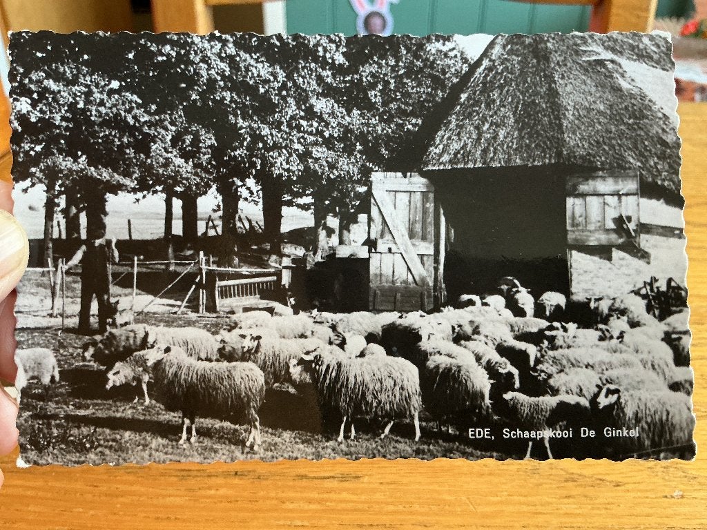 Ede schaapskooi 1961, Verzenden, 1960 tot 1980, Gelopen, Gelderland