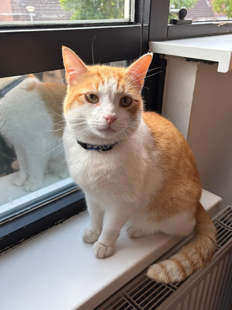 Kater, Kater, Kortharig, 0 tot 2 jaar