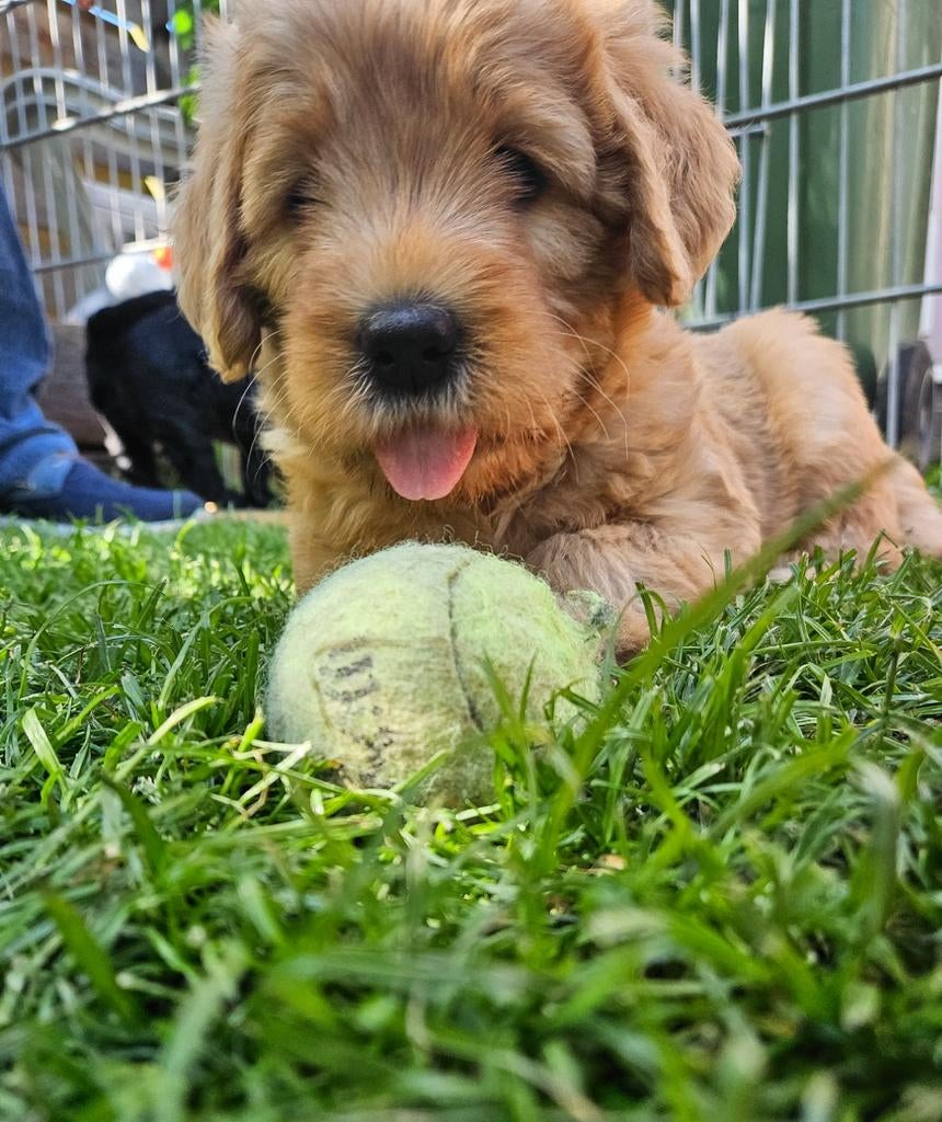 Australian doodle pups Medium  (3xreu), Dieren en Toebehoren, Honden | Niet-rashonden, Reu, 8 tot 15 weken, Meerdere, Nederland