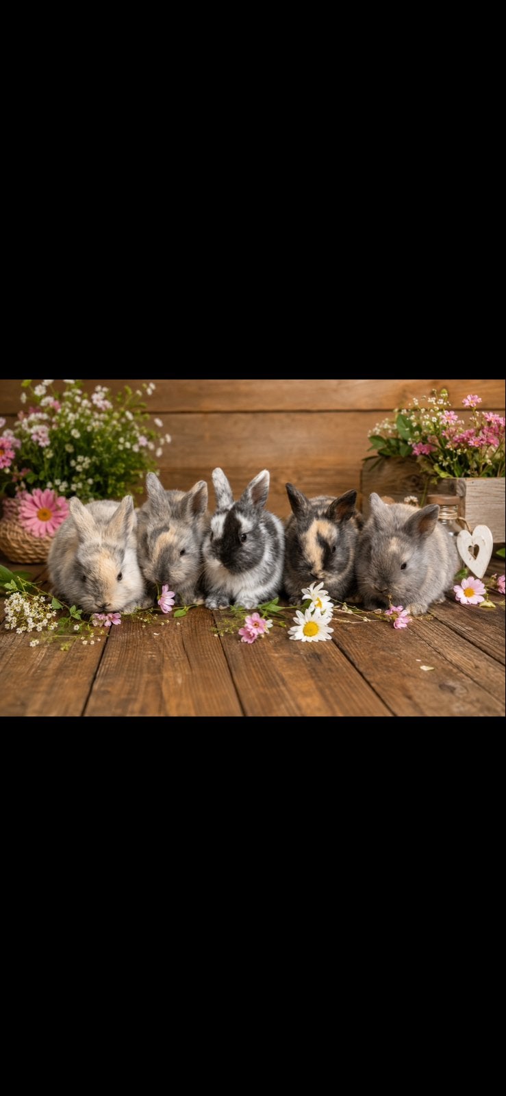 Hangoor konijntjes, Dieren en Toebehoren, Konijnen, Meerdere dieren, Dwerg, Hangoor