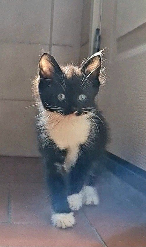 kitten / katertje, Dieren en Toebehoren, Katten en Kittens | Raskatten | Langhaar, Kater, Ontwormd, 0 tot 2 jaar